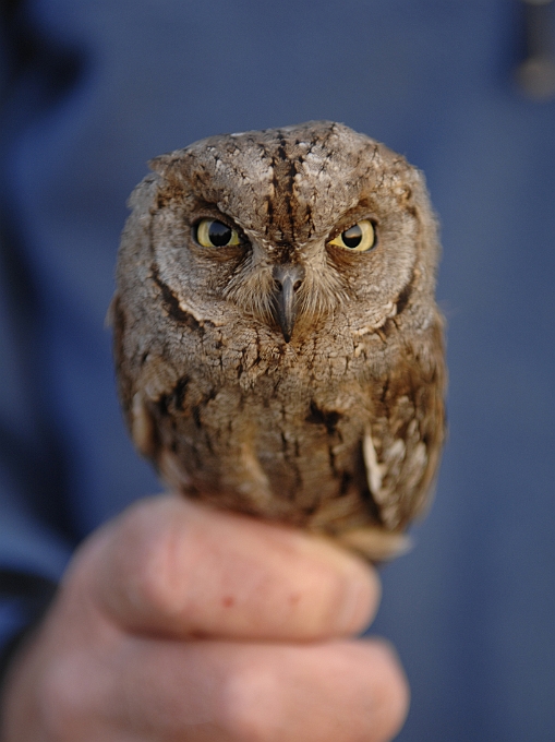 European Scops Owl, Sundre 20110531